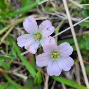 Geranium sp. Narrow lobes (G.S.Lorimer 1771) Vic. Herbarium at Native Dog TSR - 9 Dec 2023