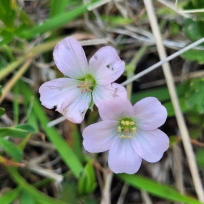 Geranium sp.3 at Jincumbilly, NSW - 9 Dec 2023 by trevorpreston