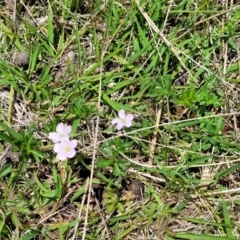 Geranium sp. Narrow lobes (G.S.Lorimer 1771) Vic. Herbarium at Native Dog TSR - 9 Dec 2023