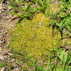 Scleranthus biflorus (Twin-flower Knawel) at Jincumbilly, NSW - 9 Dec 2023 by trevorpreston