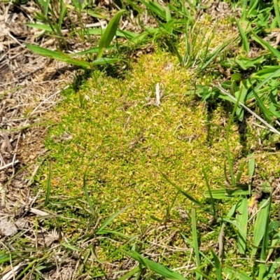 Scleranthus biflorus (Twin-flower Knawel) at Jincumbilly, NSW - 9 Dec 2023 by trevorpreston