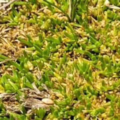 Scleranthus biflorus at Jincumbilly, NSW - 9 Dec 2023