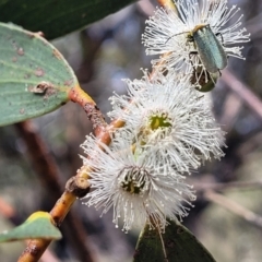 Eucalyptus pauciflora subsp. pauciflora (White Sally, Snow Gum) at Jincumbilly, NSW - 9 Dec 2023 by trevorpreston
