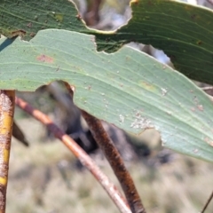 Eucalyptus pauciflora subsp. pauciflora at Native Dog TSR - 9 Dec 2023