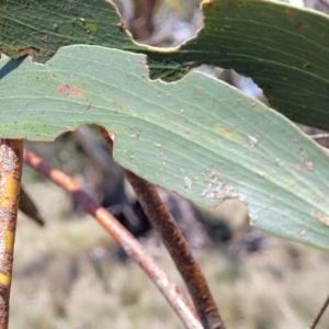 Eucalyptus pauciflora subsp. pauciflora at Native Dog TSR - 9 Dec 2023