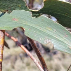 Eucalyptus pauciflora subsp. pauciflora at Jincumbilly, NSW - 9 Dec 2023