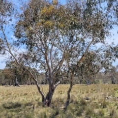 Eucalyptus pauciflora subsp. pauciflora at Native Dog TSR - 9 Dec 2023