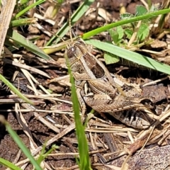 Brachyexarna lobipennis (Stripewinged meadow grasshopper) at Native Dog TSR - 9 Dec 2023 by trevorpreston