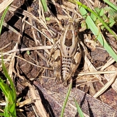 Brachyexarna lobipennis at Jincumbilly, NSW - 9 Dec 2023