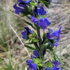 Echium vulgare (Vipers Bugloss) at Jincumbilly, NSW - 9 Dec 2023 by trevorpreston