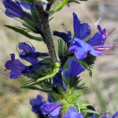 Echium vulgare at Jincumbilly, NSW - 9 Dec 2023 12:37 PM