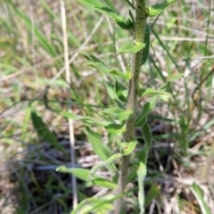 Echium vulgare at Jincumbilly, NSW - 9 Dec 2023 12:37 PM