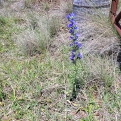 Echium vulgare at Jincumbilly, NSW - 9 Dec 2023 12:37 PM