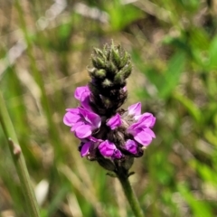 Cullen microcephalum (Dusky Scurf-pea) at Native Dog TSR - 9 Dec 2023 by trevorpreston