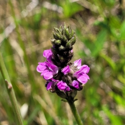 Cullen microcephalum (Dusky Scurf-pea) at Jincumbilly, NSW - 9 Dec 2023 by trevorpreston