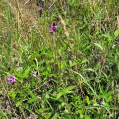 Cullen microcephalum at Jincumbilly, NSW - 9 Dec 2023