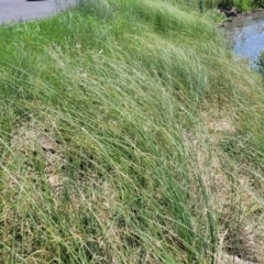 Carex bichenoviana (A Sedge ) at Black Lake & Black Lake TSR (near Bibbenluke) - 9 Dec 2023 by trevorpreston