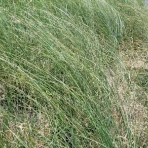 Carex bichenoviana at Black Lake & Black Lake TSR (near Bibbenluke) - 9 Dec 2023