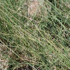 Carex bichenoviana at Black Lake & Black Lake TSR (near Bibbenluke) - 9 Dec 2023