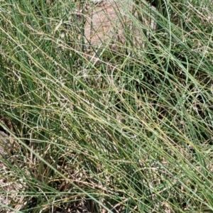 Carex bichenoviana at Black Lake & Black Lake TSR (near Bibbenluke) - 9 Dec 2023