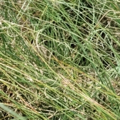 Carex bichenoviana at Black Lake & Black Lake TSR (near Bibbenluke) - 9 Dec 2023