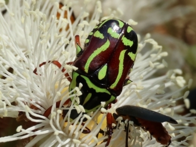 Eupoecila australasiae (Fiddler Beetle) at Wodonga - 9 Dec 2023 by KylieWaldon