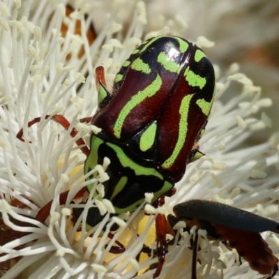 Eupoecila australasiae (Fiddler Beetle) at Wodonga, VIC - 9 Dec 2023 by KylieWaldon