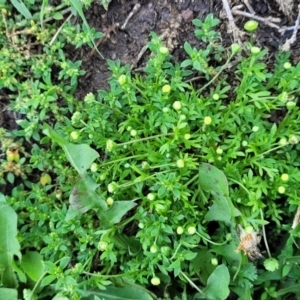 Cotula australis at Black Lake & Black Lake TSR (near Bibbenluke) - 9 Dec 2023 12:16 PM