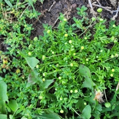 Cotula australis (Common Cotula, Carrot Weed) at Bibbenluke, NSW - 9 Dec 2023 by trevorpreston