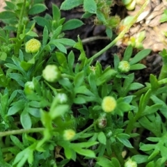 Cotula australis at Black Lake & Black Lake TSR (near Bibbenluke) - 9 Dec 2023 12:16 PM