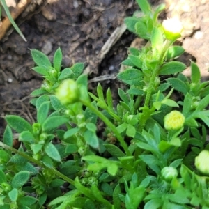 Cotula australis at Black Lake & Black Lake TSR (near Bibbenluke) - 9 Dec 2023 12:16 PM