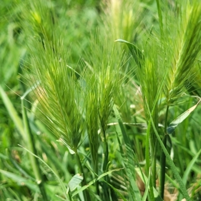 Hordeum (genus) (A Barley Grass) at Black Lake & Black Lake TSR (near Bibbenluke) - 9 Dec 2023 by trevorpreston