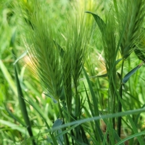 Hordeum sp. at Black Lake & Black Lake TSR (near Bibbenluke) - 9 Dec 2023 12:16 PM