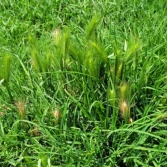 Hordeum sp. at Black Lake & Black Lake TSR (near Bibbenluke) - 9 Dec 2023 12:16 PM