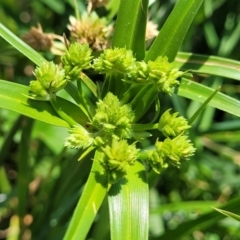 Cyperus eragrostis (Umbrella Sedge) at Black Lake & Black Lake TSR (near Bibbenluke) - 9 Dec 2023 by trevorpreston