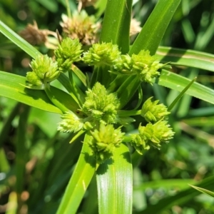 Cyperus eragrostis at Black Lake & Black Lake TSR (near Bibbenluke) - 9 Dec 2023 12:16 PM