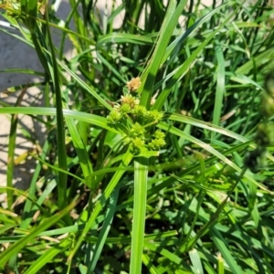 Cyperus eragrostis at Black Lake & Black Lake TSR (near Bibbenluke) - 9 Dec 2023 12:16 PM