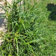 Cyperus eragrostis at Black Lake & Black Lake TSR (near Bibbenluke) - 9 Dec 2023