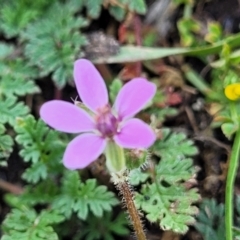 Erodium cicutarium (Common Storksbill, Common Crowfoot) at Black Lake & Black Lake TSR (near Bibbenluke) - 9 Dec 2023 by trevorpreston