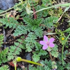 Erodium cicutarium at Black Lake & Black Lake TSR (near Bibbenluke) - 9 Dec 2023 12:15 PM