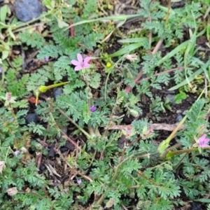 Erodium cicutarium at Black Lake & Black Lake TSR (near Bibbenluke) - 9 Dec 2023 12:15 PM