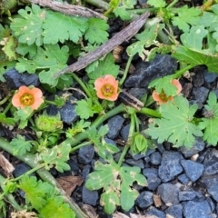 Modiola caroliniana (Red-flowered Mallow) at Bibbenluke, NSW - 9 Dec 2023 by trevorpreston