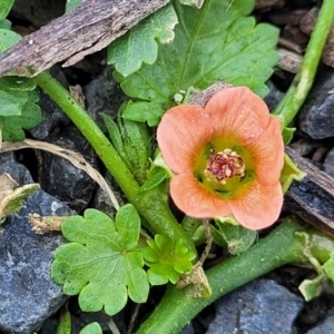 Modiola caroliniana at Black Lake & Black Lake TSR (near Bibbenluke) - 9 Dec 2023