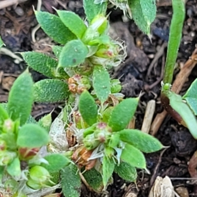 Paronychia brasiliana (Brazilian Whitlow) at Black Lake & Black Lake TSR (near Bibbenluke) - 9 Dec 2023 by trevorpreston