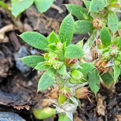 Paronychia brasiliana at Black Lake & Black Lake TSR (near Bibbenluke) - 9 Dec 2023 12:15 PM