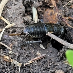 Velarifictorus (Buangina) diminuens (Diminutive Roadside Field Cricket) at Bibbenluke, NSW - 9 Dec 2023 by trevorpreston