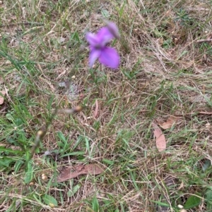 Arthropodium fimbriatum at Bruce, ACT - 10 Dec 2023