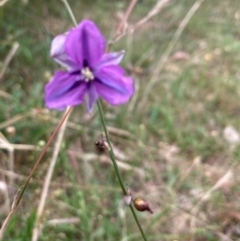 Arthropodium fimbriatum at Bruce, ACT - 10 Dec 2023