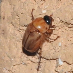 Cyclocephala signaticollis at Wanniassa, ACT - 9 Dec 2023 09:55 PM