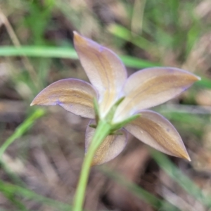 Wahlenbergia luteola at Black Lake & Black Lake TSR (near Bibbenluke) - 9 Dec 2023 12:02 PM